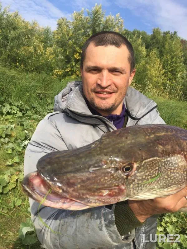 Pike — protoka Munzharskaya Staritsa, Sep 07, 2018