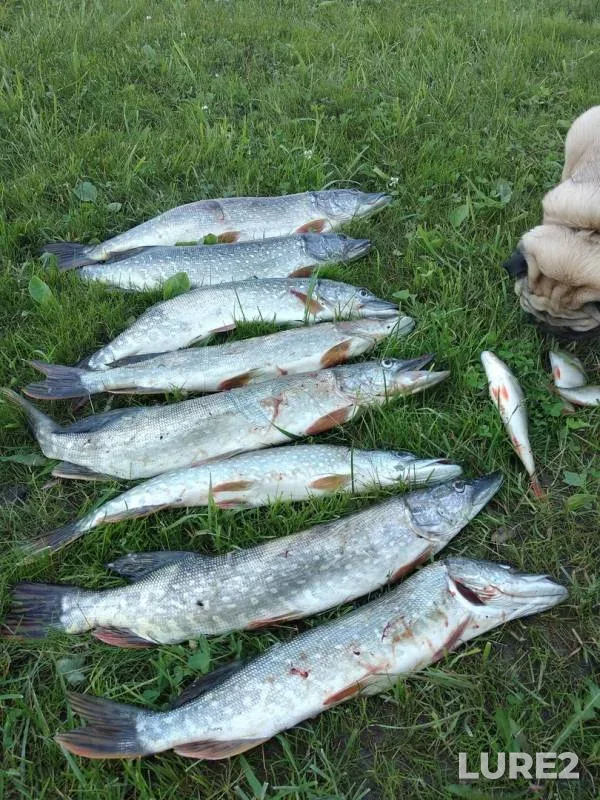 Perch, Pike — Ob, Jul 15, 2018