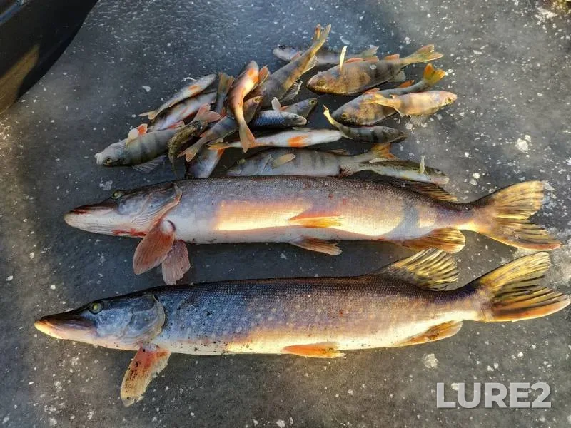 Perch, Pike — Sverdlovskaya oblast, Nov 09, 2019