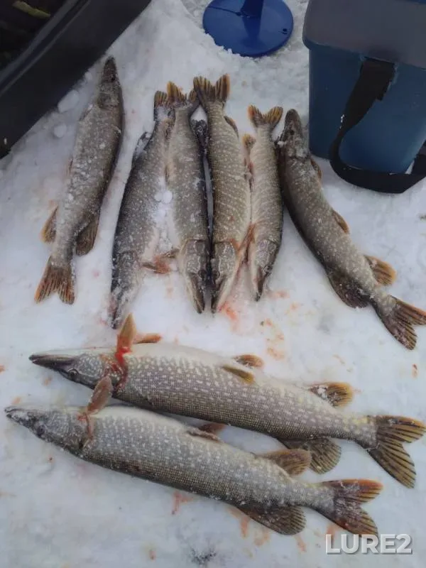 Pike — Neyva, Nov 16, 2019