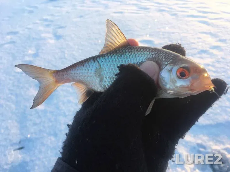Perch, Pike — Yuzhnyy, Nov 30, 2018