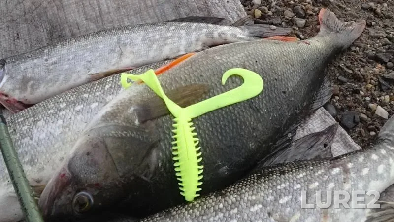 Ide, Perch — Ob, Sep 25, 2018