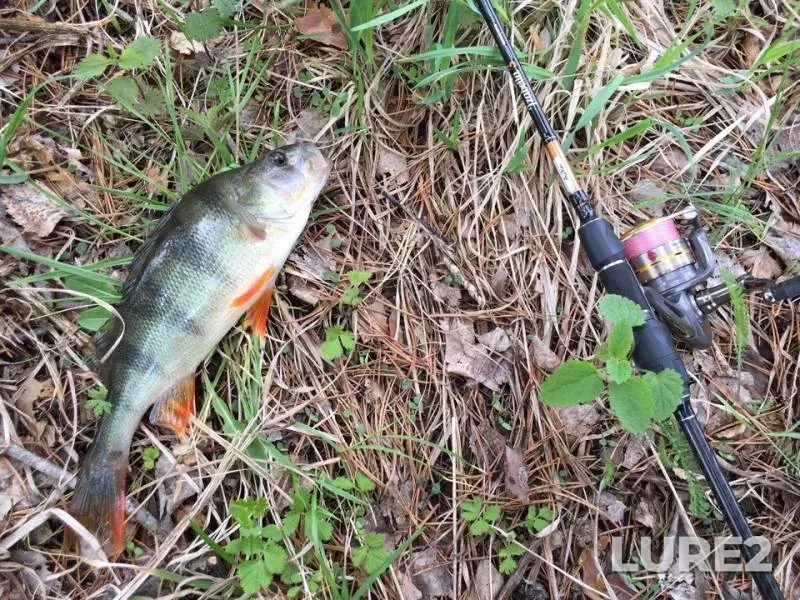 Perch — Kamenushenskiy, Jun 05, 2018