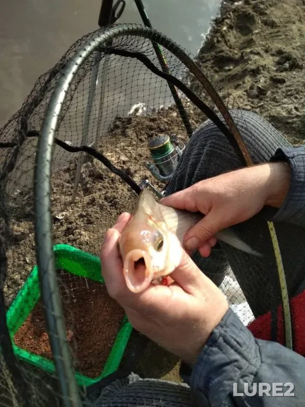 Bream — Uza, Apr 13, 2019