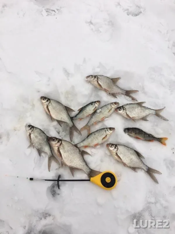 Bream, Perch — Rudyanskiy, Nov 17, 2019