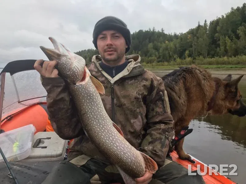Bream, Perch — Khanty-Mansiyskiy avtonomnyy okrug — Yugra, Oktyabrskiy rayon, Oct 18, 2019
