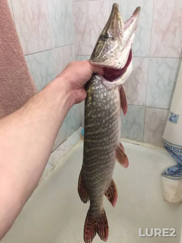 Perch, Pike — Nitsa, Oct 15, 2019