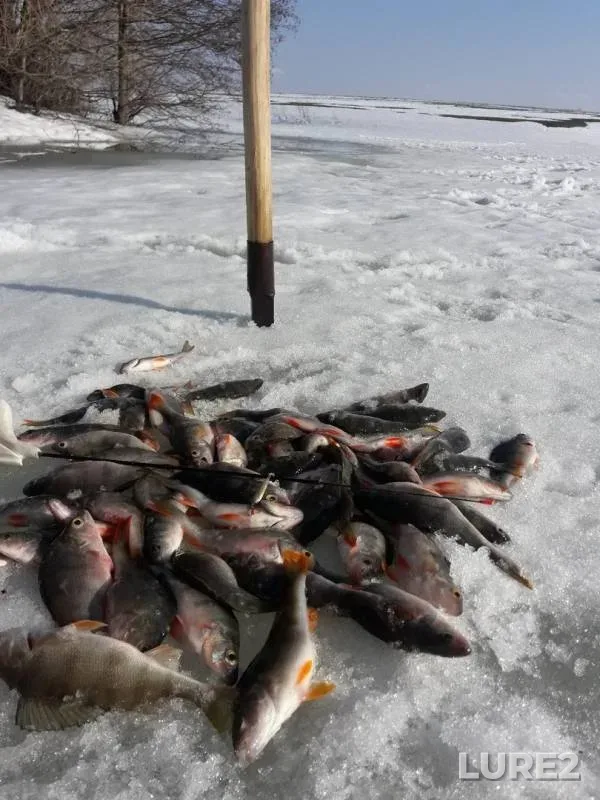 Perch — Koldais, Apr 07, 2019