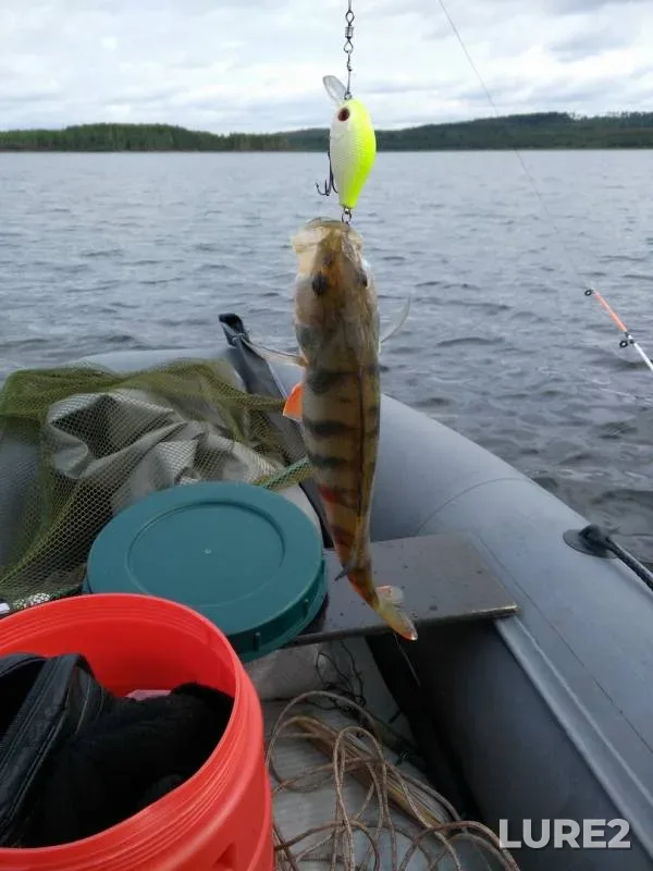 Perch, Pike — Lenyovskiy, Aug 27, 2019