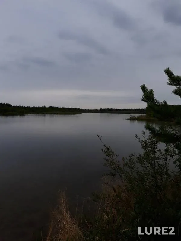 Perch — Sverdlovskaya oblast, Aug 25, 2019