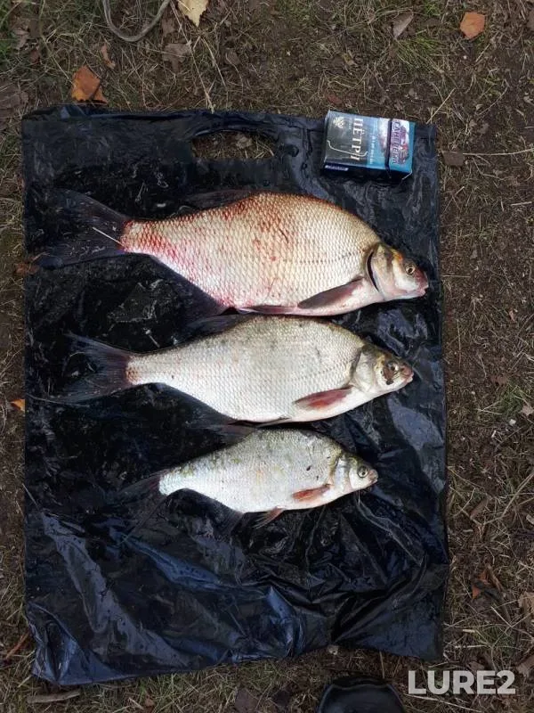Bream — Chernoistochinskiy, Aug 17, 2019