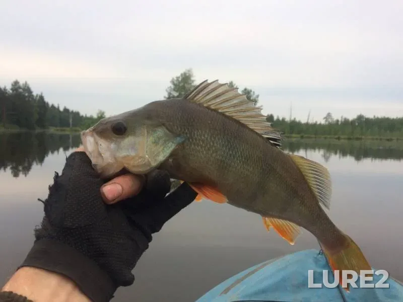 Perch — Vilyuy, Aug 17, 2019
