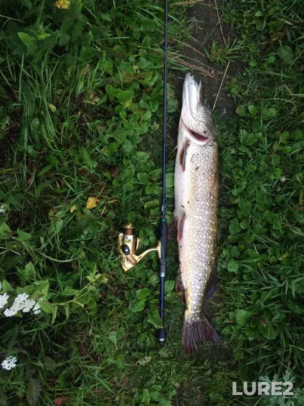 Pike — Tagil, Aug 14, 2019