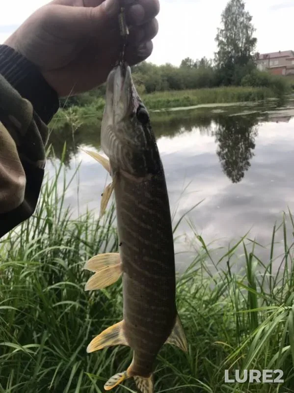 Pike — Neyva, Aug 12, 2019