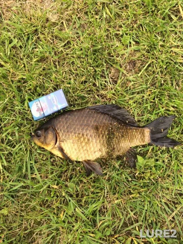 Crucian carp — Tagil, Aug 10, 2019