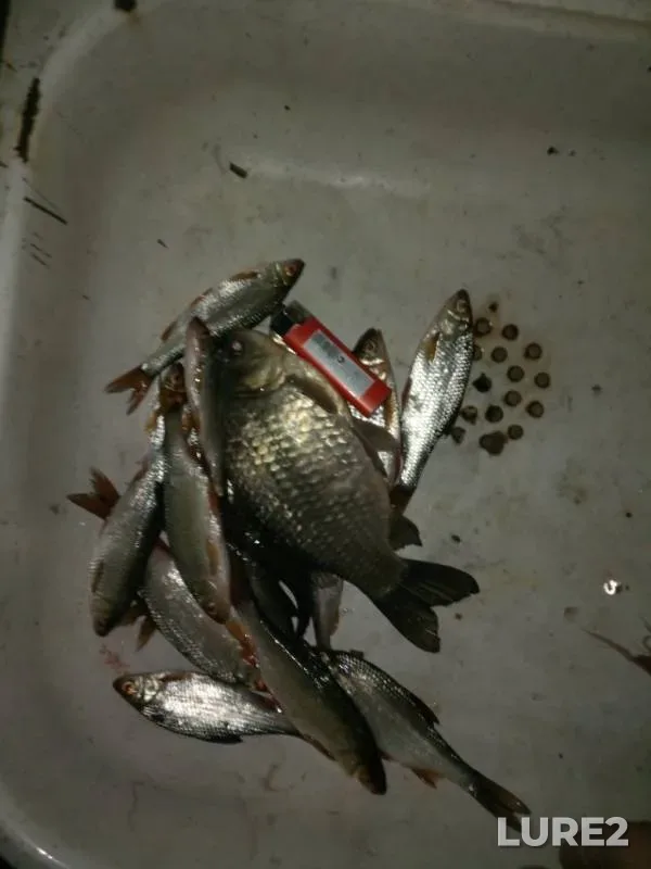 Crucian carp, Roach — Tagil, Aug 04, 2019