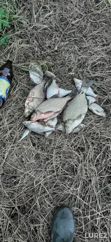 Bream — Nizhne-Tagilskoye, Aug 04, 2019