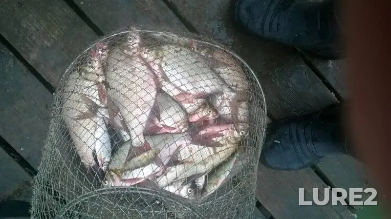 Bream — Chernoistochinskiy, Aug 04, 2019