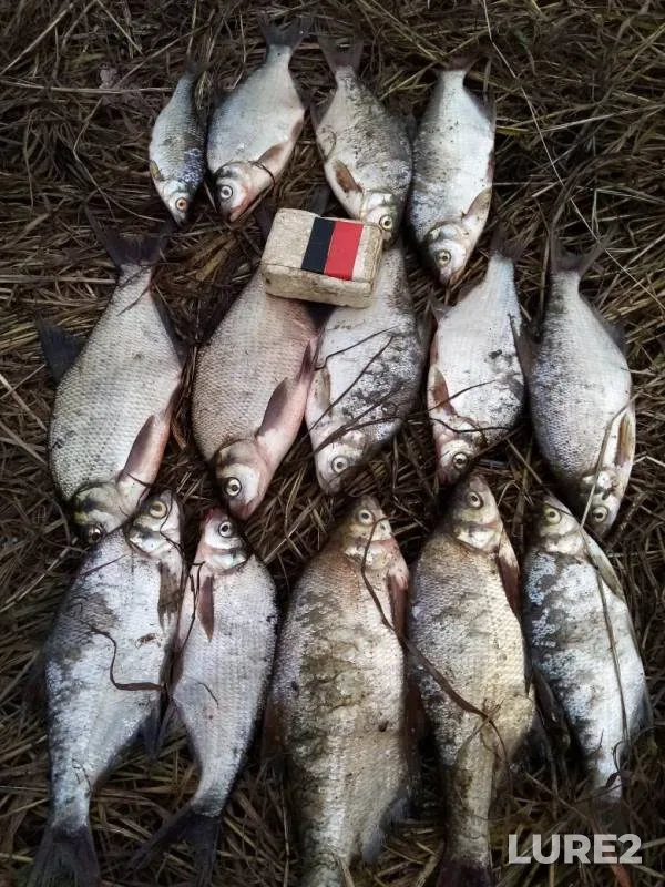 Bream, Roach — Nizhne-Tagilskoye, Aug 02, 2019