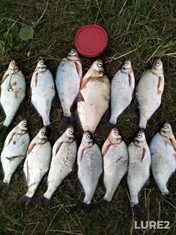 Bream — Nizhne-Tagilskoye, Jul 31, 2019
