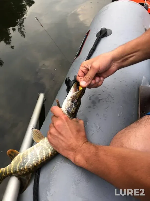 Chub, Pike — Chusovaya, Jul 31, 2019