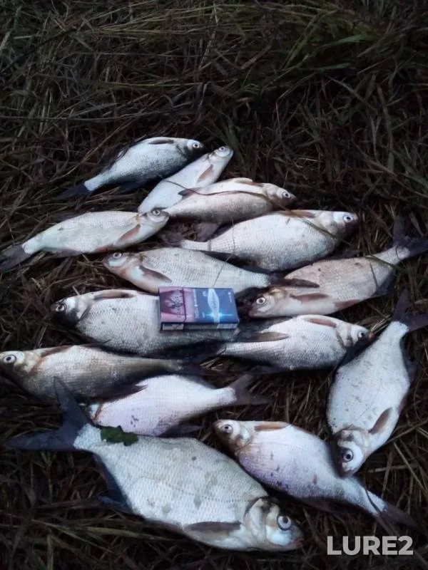 Bream — Nizhne-Tagilskoye, Jul 30, 2019