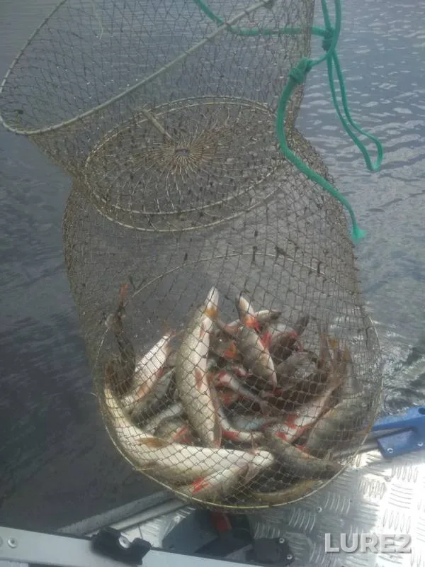 Perch, Pike — Ayatskoye, Jul 27, 2019