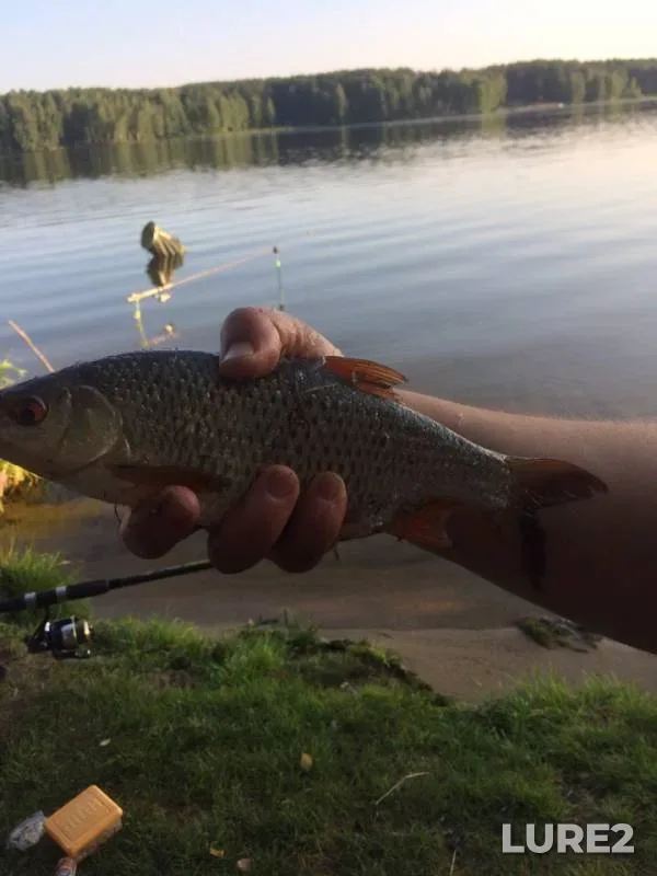 Bream, Roach — Beloyarskoye, Jul 26, 2019