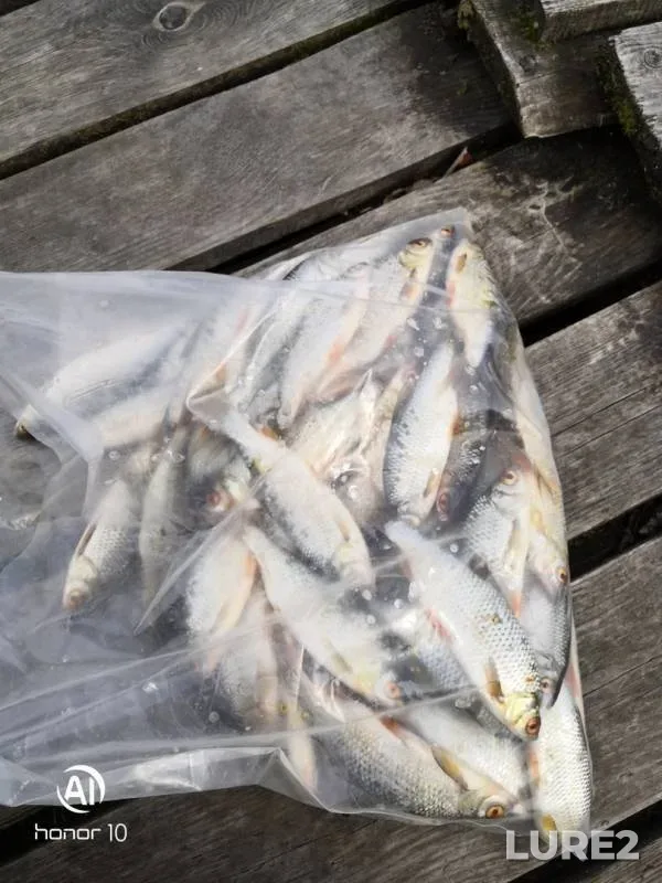 Roach — Chernoistochinskiy, Jul 21, 2019