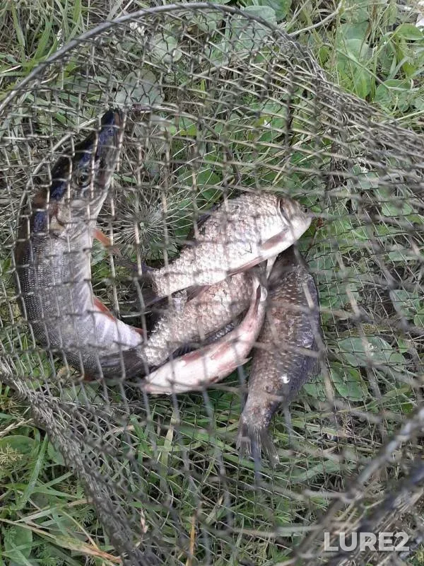 Crucian carp, Pike — Tagil, Jul 11, 2019