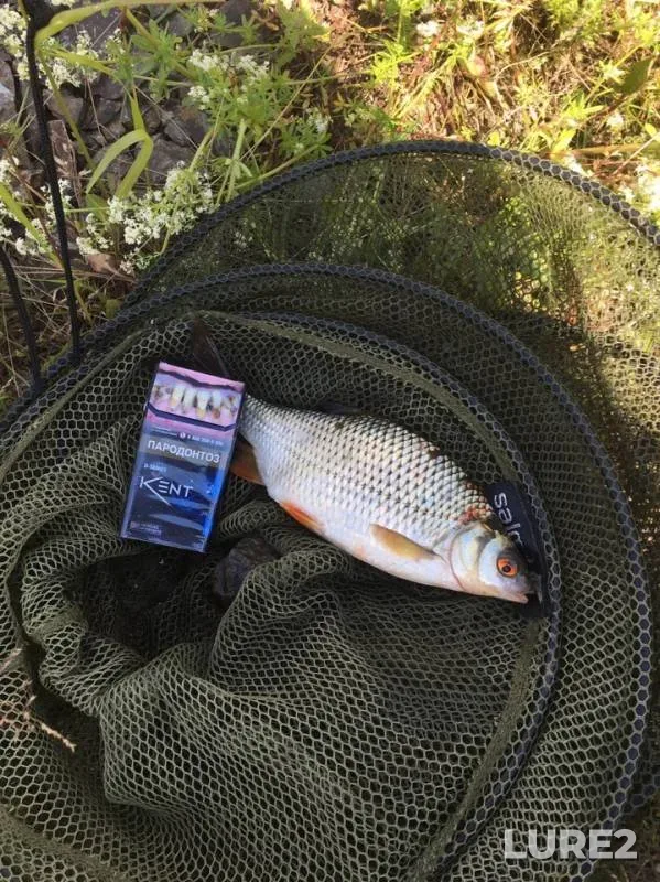 Roach — Nizhne-Tagilskoye, Jul 07, 2019