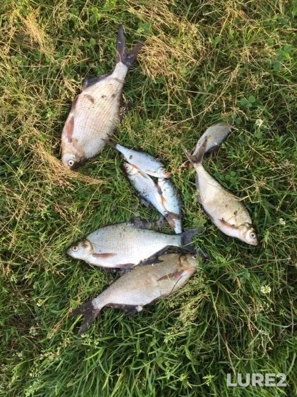 Bream, Roach — Chernoistochinskiy, Jul 06, 2019
