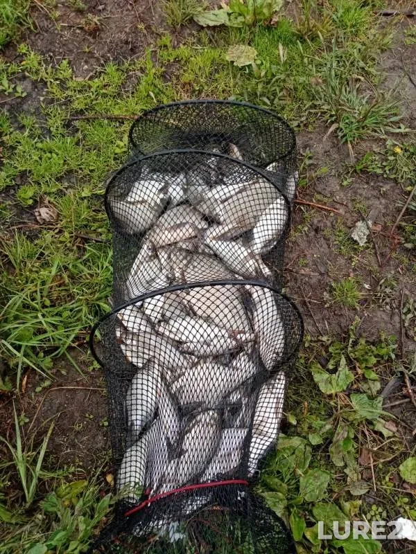Bream — Neyva, Jul 02, 2019