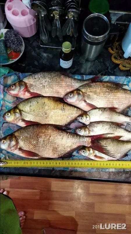Bream — Leba, Jul 02, 2019