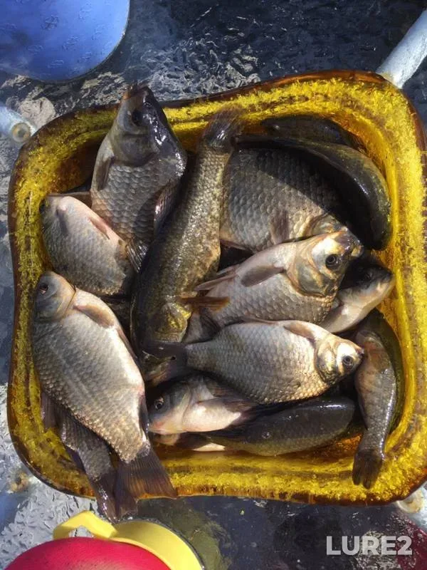 Crucian carp — Tagil, Jun 26, 2019
