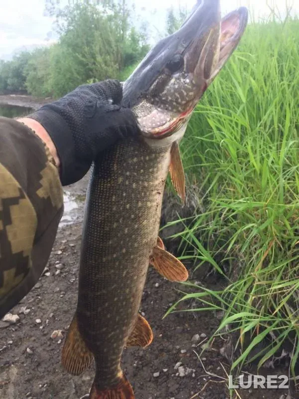 Pike — Tagil, Jun 23, 2019