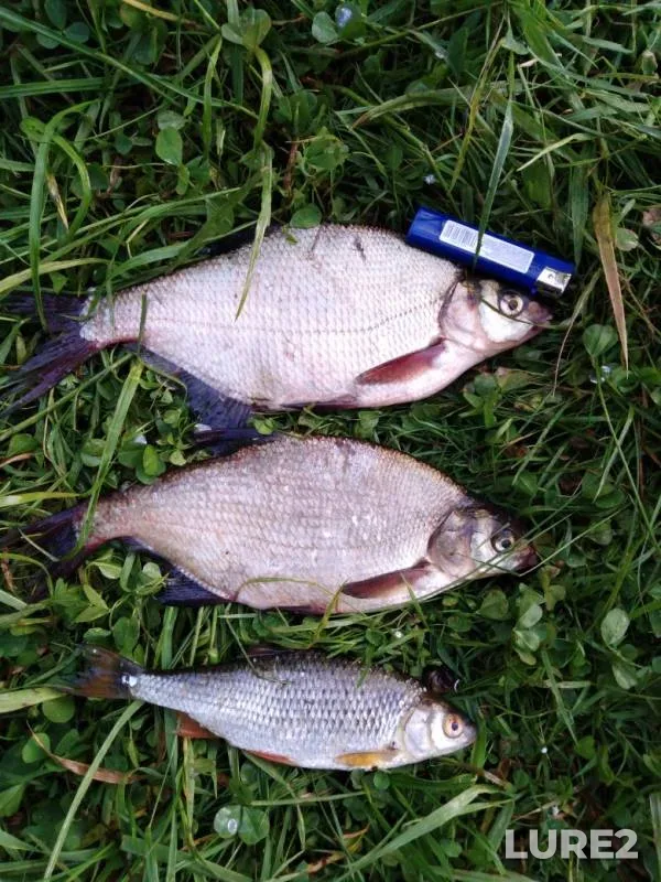 Bream, Roach — Tagil, Jun 19, 2019
