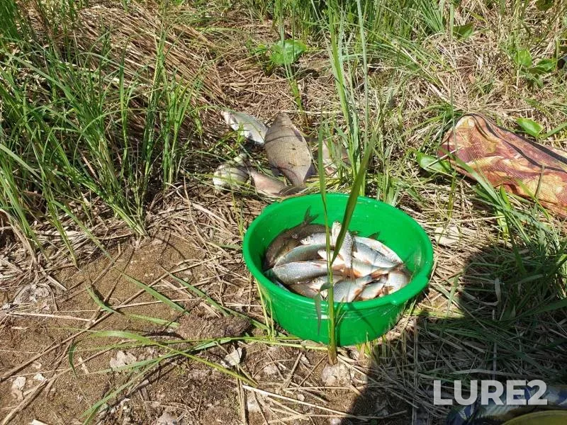 Bream, Roach — Chernoistochinskiy, Jun 07, 2019