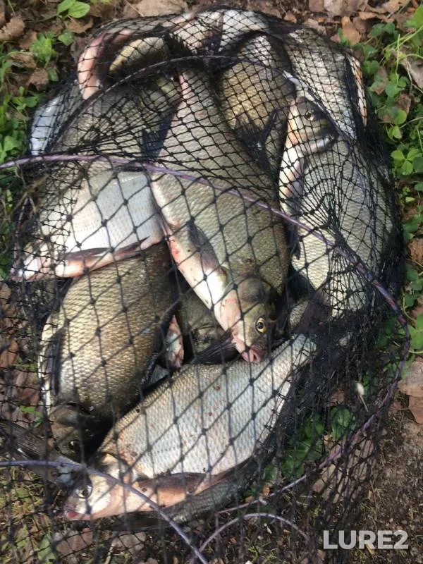 Bream, Perch — Nevyanskoye, Jun 02, 2019