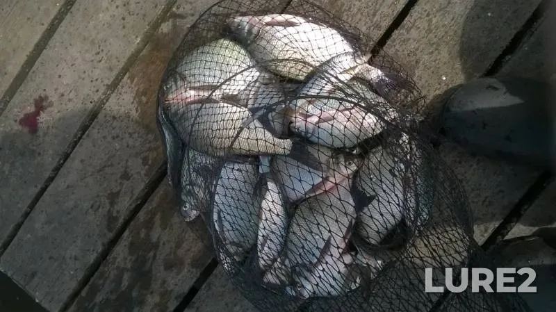 Bream, Roach — Chernoistochinskiy, Jun 01, 2019
