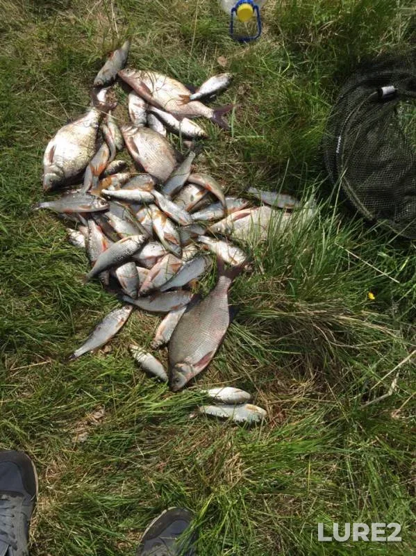 Bream, Roach — Chernoistochinskiy, Jun 12, 2019