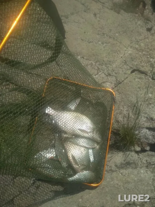 Bream, Roach — Chernoistochinskiy, Jun 09, 2019