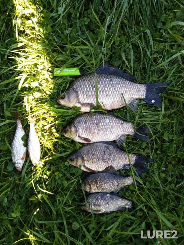 Crucian carp, Roach — Tagil, Jun 14, 2019