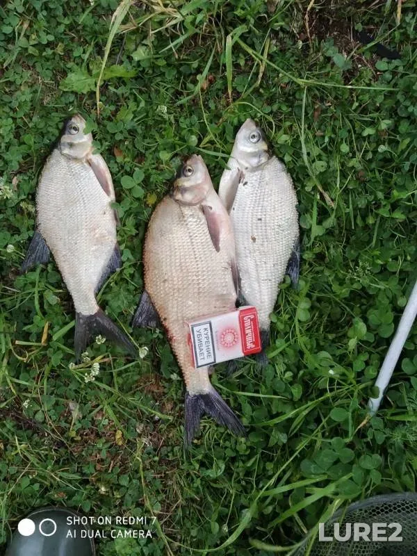 Bream — Chernoistochinskiy, Jun 23, 2019