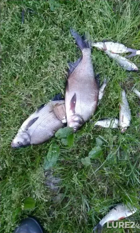 Bream, Roach — Chernoistochinskiy, Jun 08, 2019
