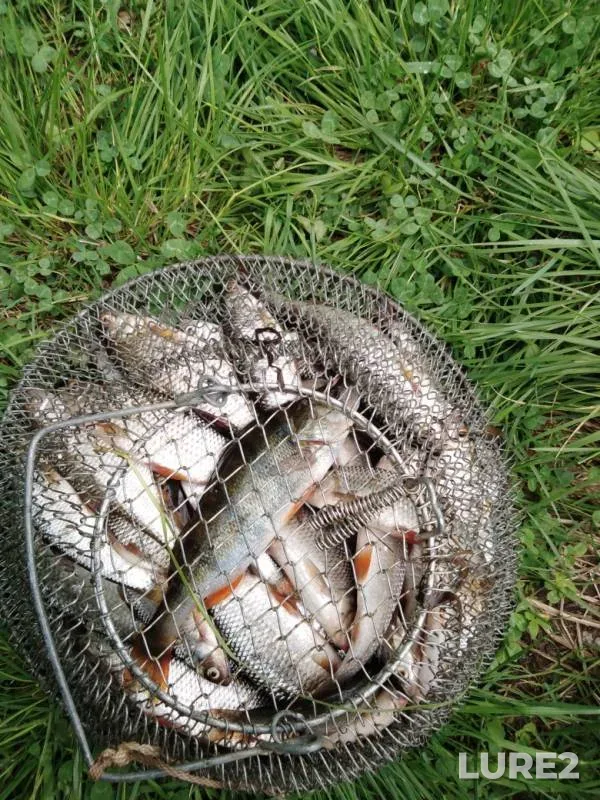 Perch, Roach — Tagil, May 31, 2019