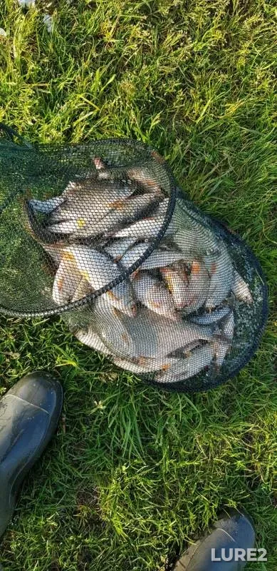 Bream, Roach — Chernoistochinskiy, May 30, 2019