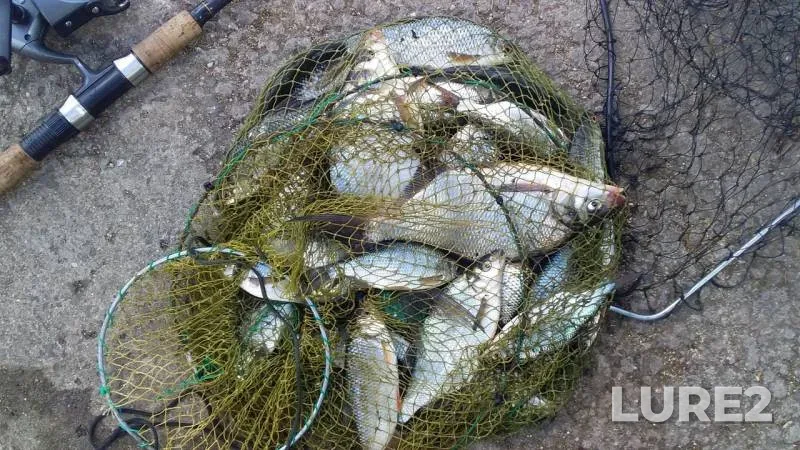 Bream — Chernoistochinskiy, May 29, 2019