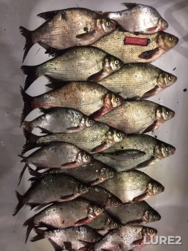Bream, White bream — Nevyanskoye, May 29, 2019