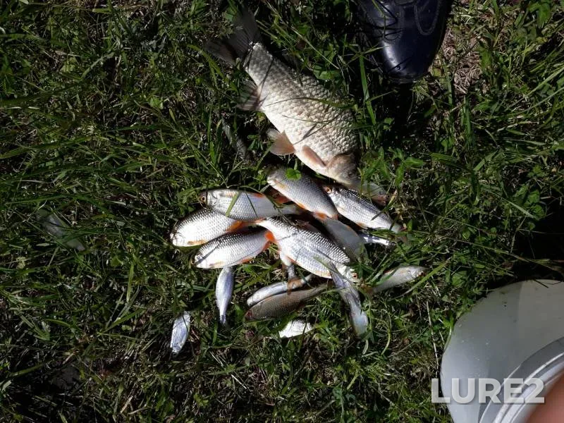 Bleak, Crucian carp — Penzenskaya oblast, Jun 16, 2018
